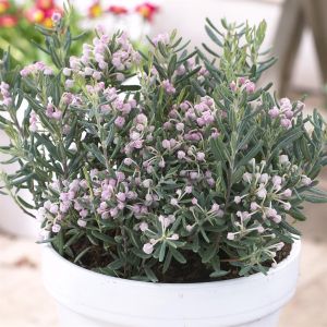 Andromeda polifolia Blue Ice