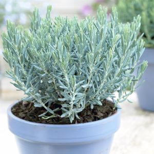 Andromeda polifolia Blue Laggoon