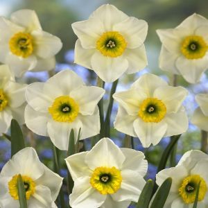 Narcissi small cupped Lancaster
