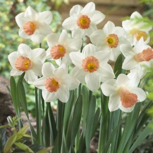 Narcissi Trumpet Pink Silk