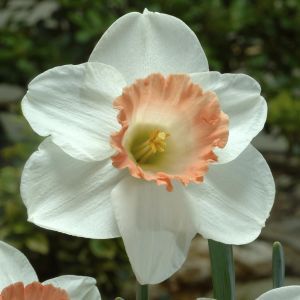 Bonsai Carmona macrophylla 15 cm