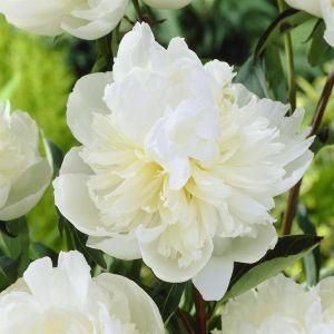 Paeonia Duchesse de nemours