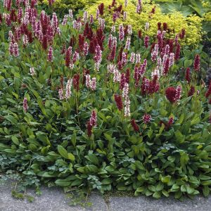 Persicaria affines Darjeling Red