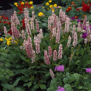 Persicaria Donald Lowndes