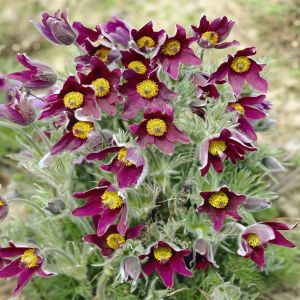 Pulsatilla vulgaris Rubra