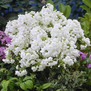 Phlox Paniculata David