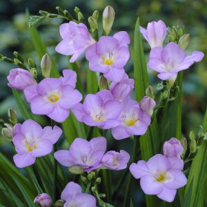 Freesia single Blue