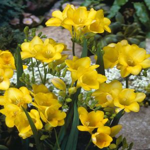 Freesia single Yellow v1