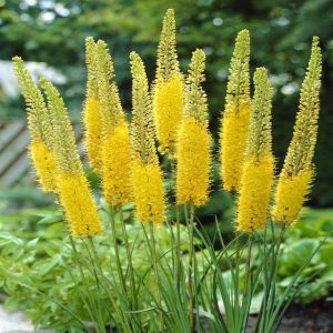 Eremurus stenophyllus