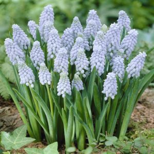 Muscari Valerie Finnis
