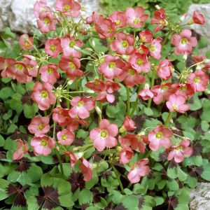 Oxalis Iron Cross