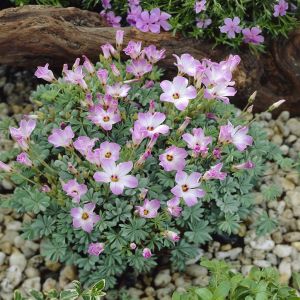 Oxalis adenophylla