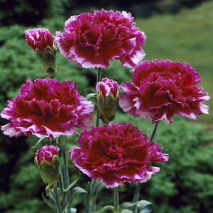 Dianthus caryophyllis Red
