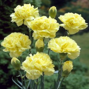 Dianthus caryophyllus Yellow