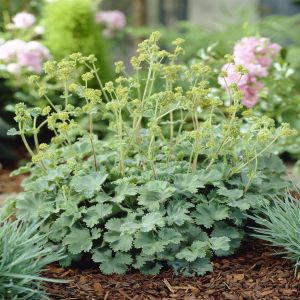 Alchemilla erythropada