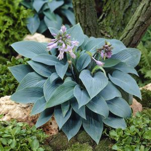 Hosta Halcyon