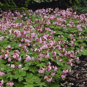 Geranium macrorrhizum Ingversen