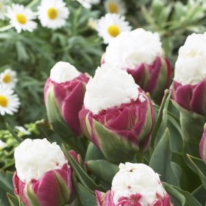 Tulip double late Ice Cream