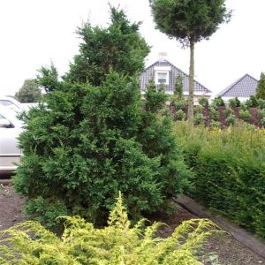 Chamaecyparis obtusa Drath