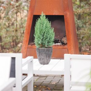 Juniperus chinensis Stricta