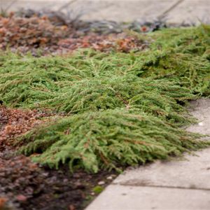 Juniperus communis Green Carpet