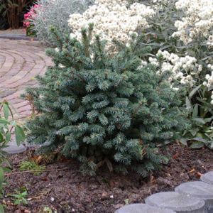 Picea glauca Echiniformis