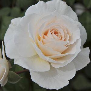 Rosa 'Sweet Blondie'