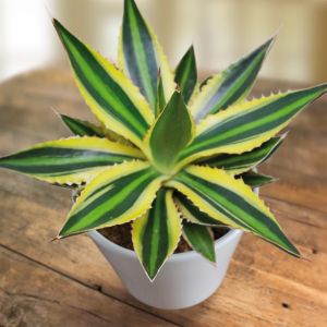 Agave lophanta 13 cm