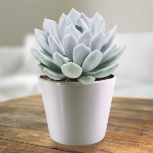 Pachyveria corvus.jpg