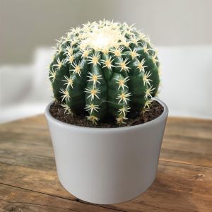 Echinocactus brevispina.jpg