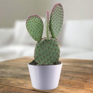 Opuntia macrosalyx.jpg