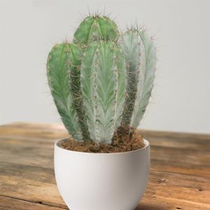 polaskia chichipe.jpg