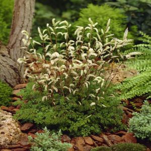 Aruncus aethosifolius