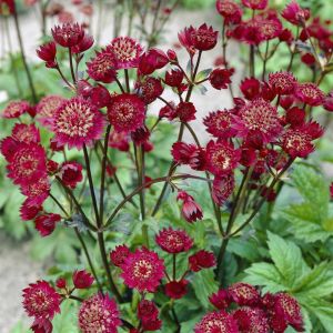 Astrantia Claret Visions