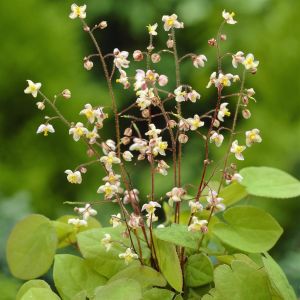 Epimedium pubigerum