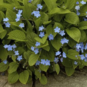 Omphalodes verna