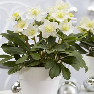 Helleborus White
