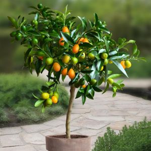kumquat.jpg