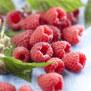 rubus autumn bliss.jpg