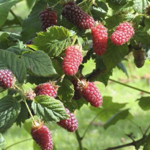 rubus tayberry.jpg
