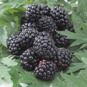 rubus thornless evergreen.jpg