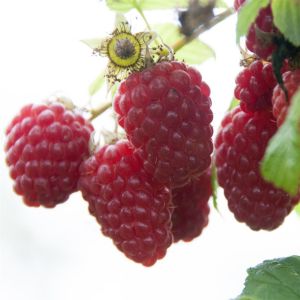 rubus tulameen.jpg Als)