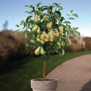 Pyrus c. Concorde.jpg