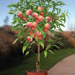 prunus persica suncrest.jpg