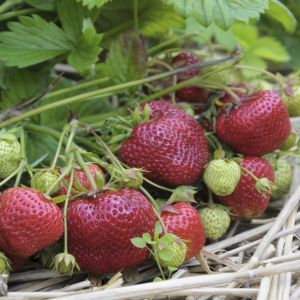 Fragaria x ananassa Maxima