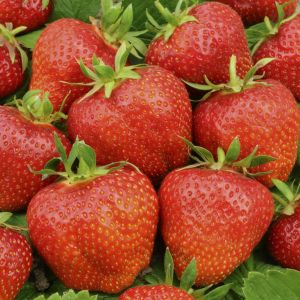 Fragaria x ananassa Elsanta