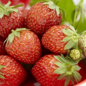 Fragaria x ananassa Korona