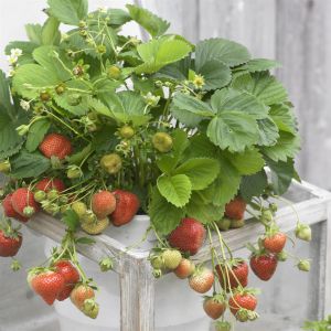 Fragaria x ananassa Darselect