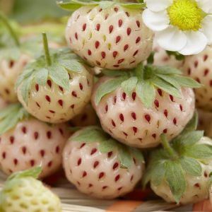 Fragaria Ananas