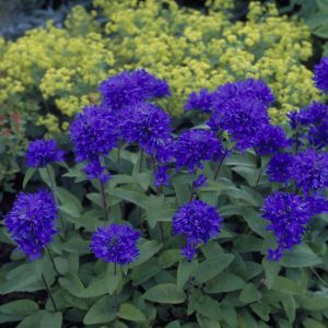 Campanula glomerata Superba